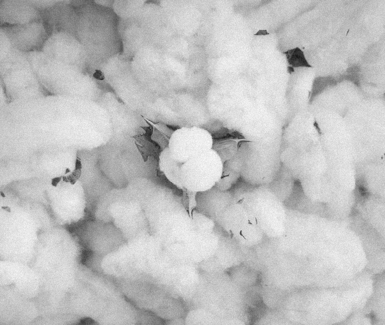 Cotton with a grainy overlay